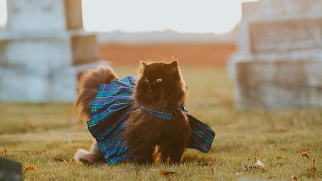 chique kattennamen