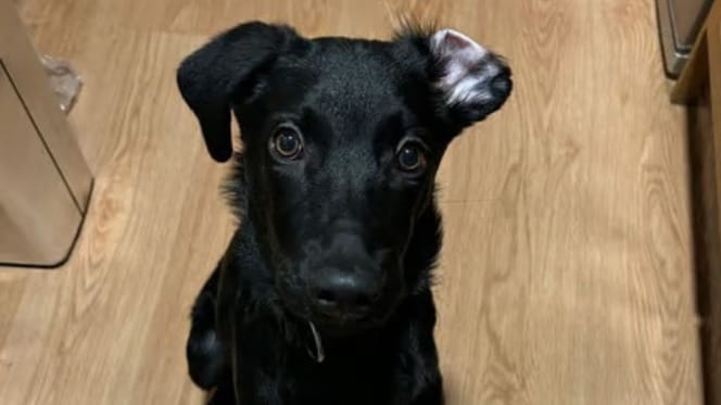 choco-cachorro-en-adopcion