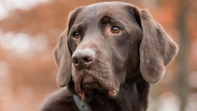 Chocolate labrador