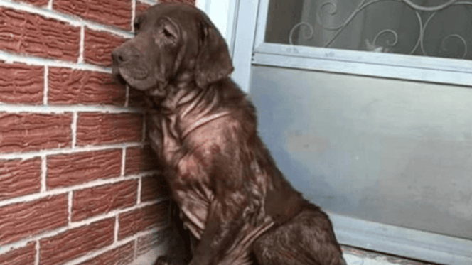 chocolate labrador with mange sitting on porch