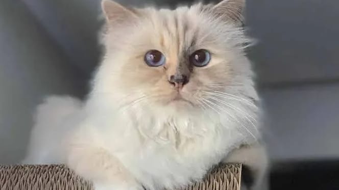 Choupette, de rijkste kat ter wereld blijkt helemaal niet zo rijk