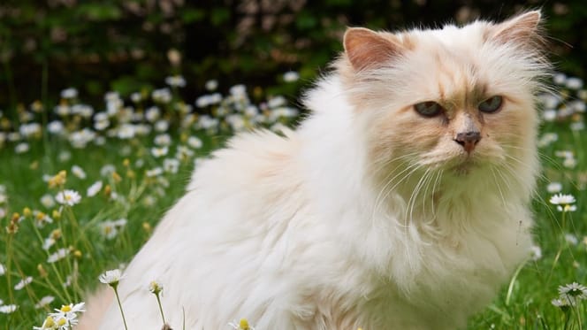 Choupette Lagerfeld