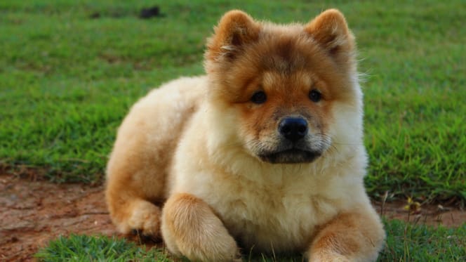 chow chow nell'erba