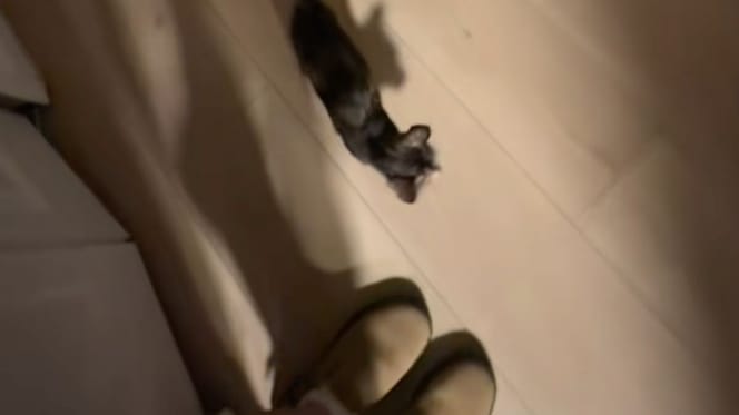 Kätzchen Cleo