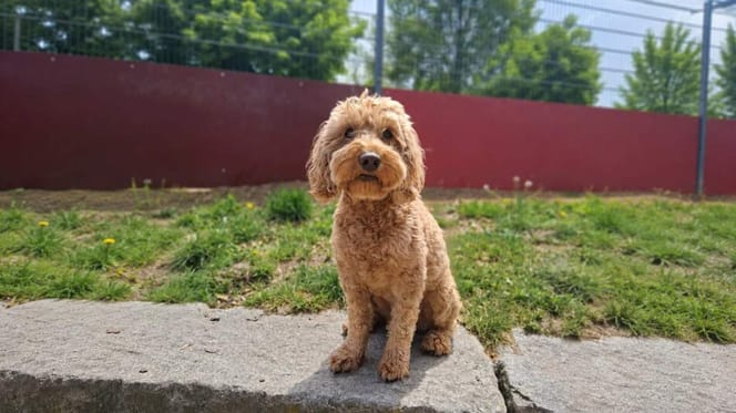 Cockapoo Chico