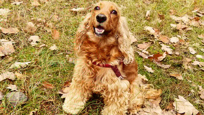 Cocker-spaniel