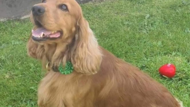 Cocker Spaniel Bailey werd bevrijd uit Ierse gevangenis