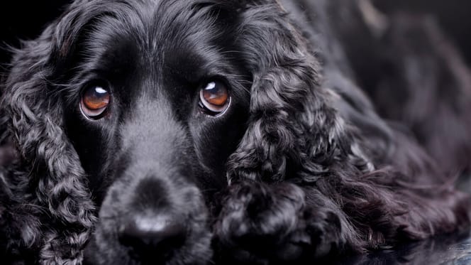 Cocker spaniel kijkt over hek