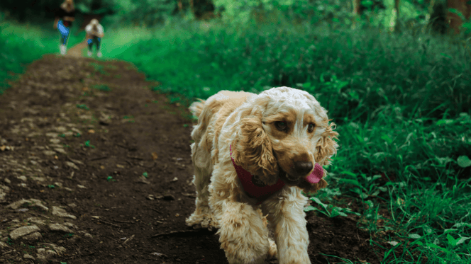 Cocker Spaniel running through the woods
