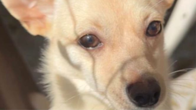 Coconut il cane
