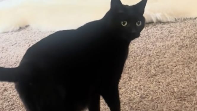 Cole the cat