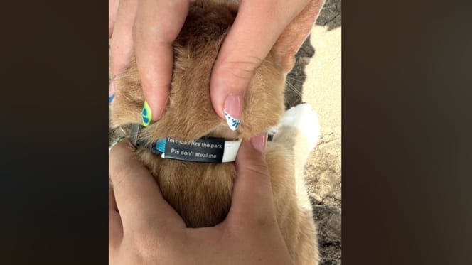 Katzenhalsband