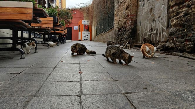 Kattenkolonie