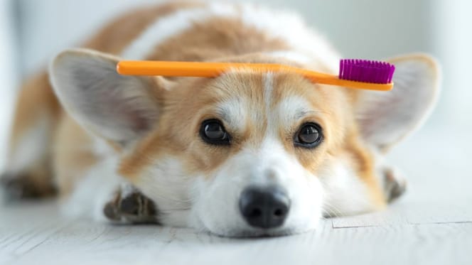 como-limpiar-dientes-perro-dentalife-purina