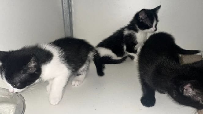 Conducteur in Venlo krijgt reistas met kittens in zijn handen gedrukt
