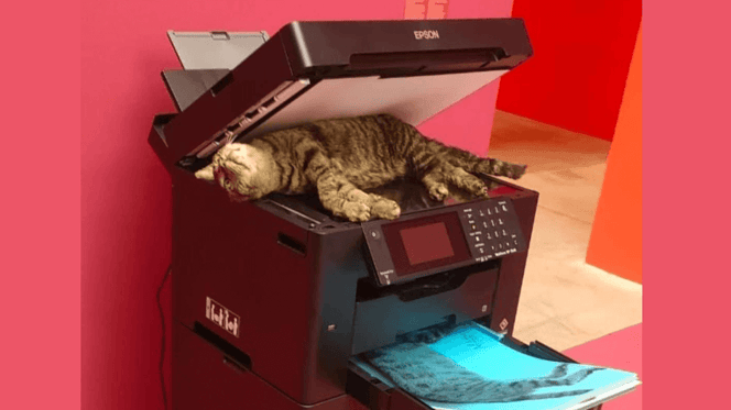 Copycat