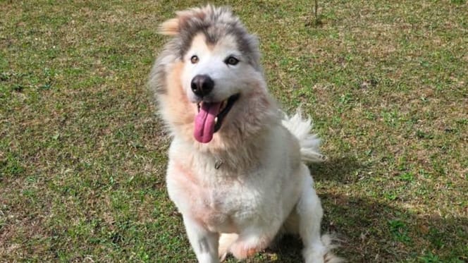 De Husky Cora