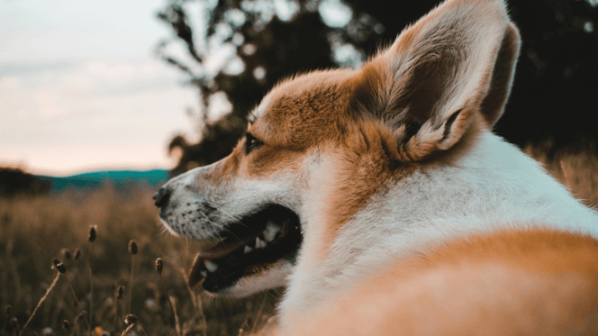 Corgi looking out across a field