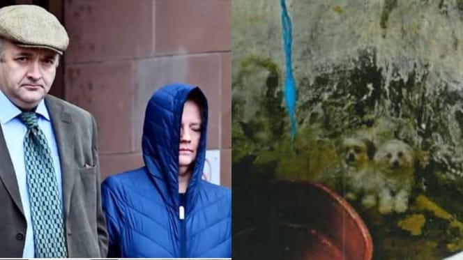 Couple sentenced for neglecting dogs and dogs in cellar