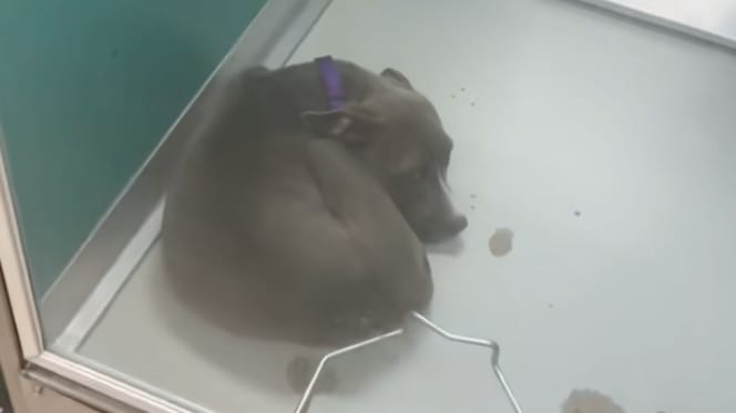 Courage le chiot