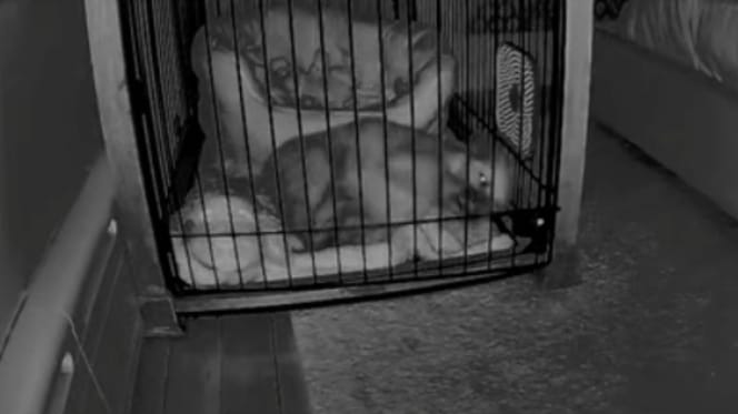 Hundebox in der Nacht