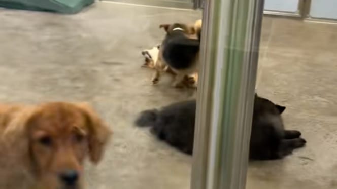 Crèche canine