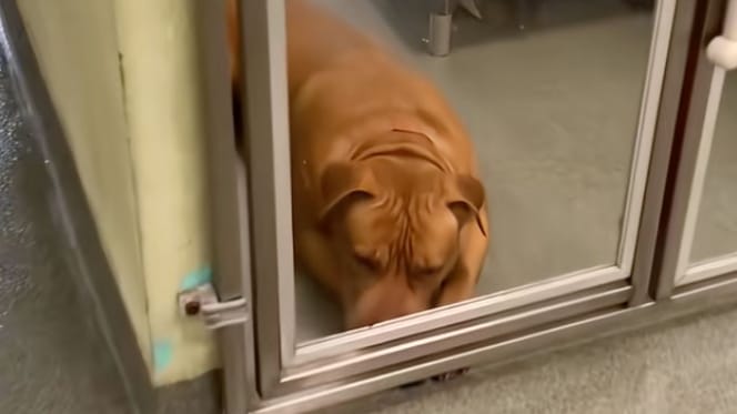 Hond Crème