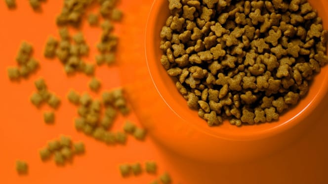 Croquettes pour chats