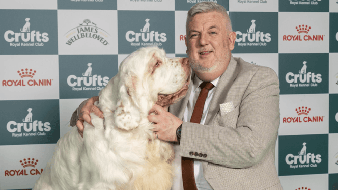 Cumber Spaniel Bruin, winner of Crufts 2026 "Best in Show"