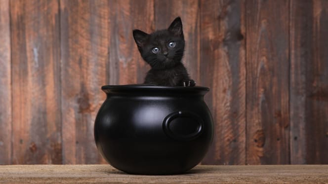 Czarny kot - Halloween