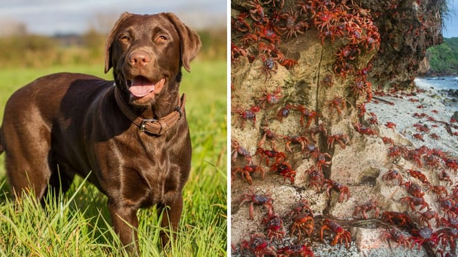 czekoladowy labrador i Wyspa Bożego Narodzenia