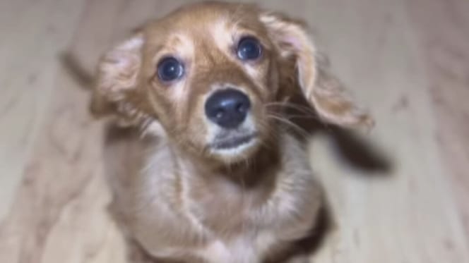 Dachshund looking up at camera