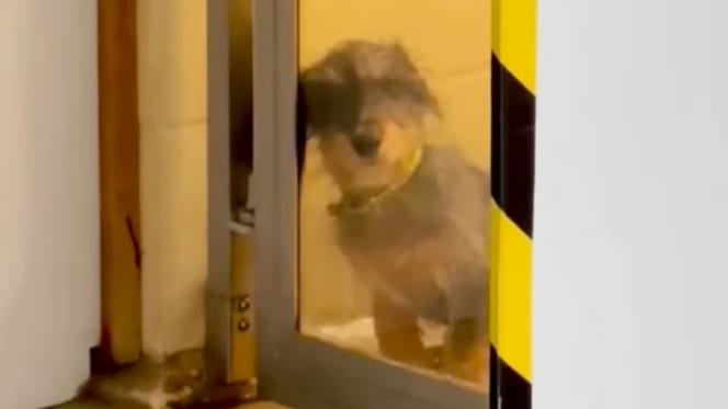 Dackel-Mix schaut durch eine Glastür