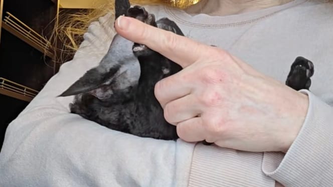 Dalia chat Devon Rex