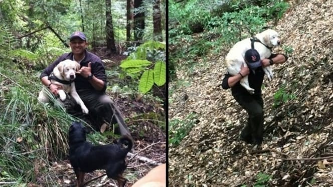 Labrador wird gerettet