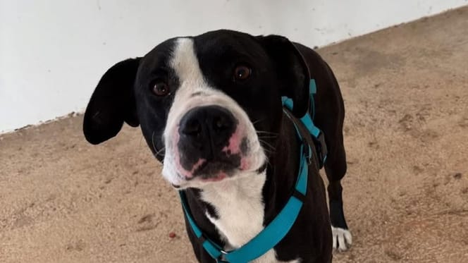 dana-valencia-perro-devuelto-protectora