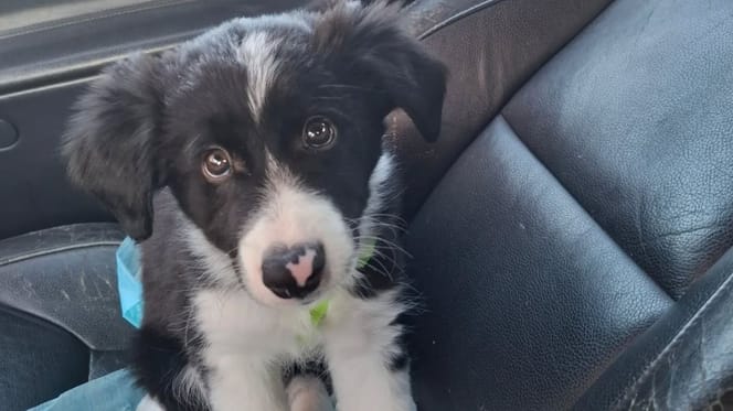 Dant szczeniak border collie