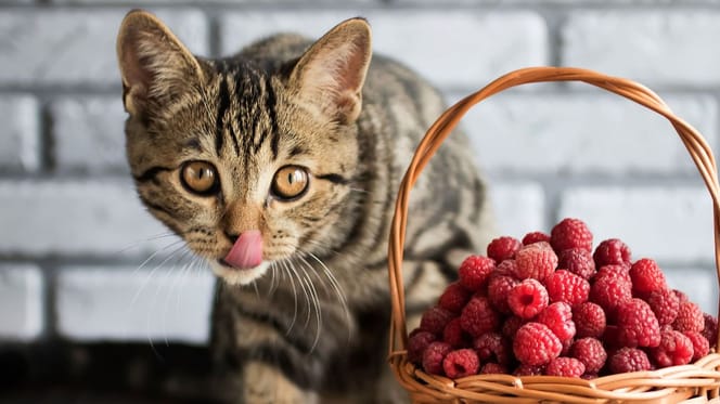 Mag een kat frambozen eten?