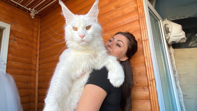 De 12kg zware Maine Coon Kefir uit Rusland