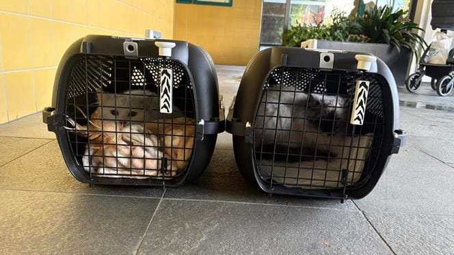 De 2 aangeslagen katten na een explosie in een flat in Rijswijk