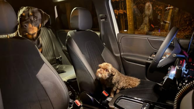 Die beiden Hunde, die die Frau ausführte, wurden von der Polizei nach Hause gebracht