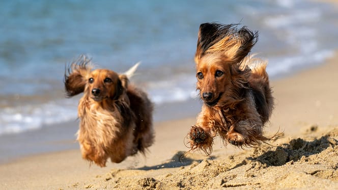 de beste hondenstranden waar je hond los mag lopen