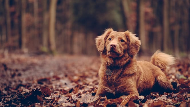 De gevaren van de herfst voor je hond