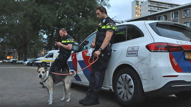 de hond die in Den Haag uit een auto werd bevrijd