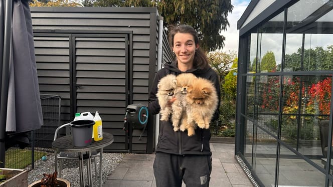 De in Zeeland gevonden hondjes worden nu verzorgd in het asiel