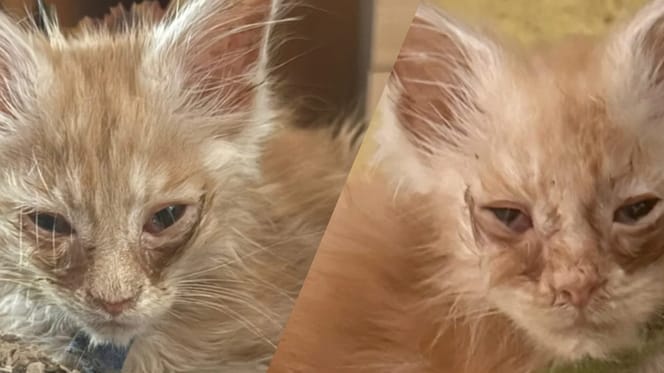 De Maine Coon katten die in zorgelijke toestand zijn gevonden in Rotterdam