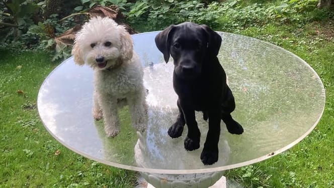 De nieuwe labrador-pup van het Koningshuis