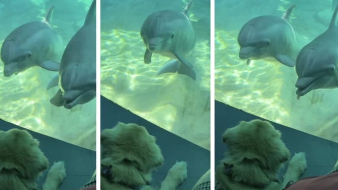 Delfine betrachten Golden Retriever