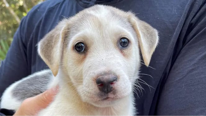 Dennis, pies z Meksyku