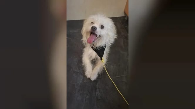 Il meticcio maltese abbandonato